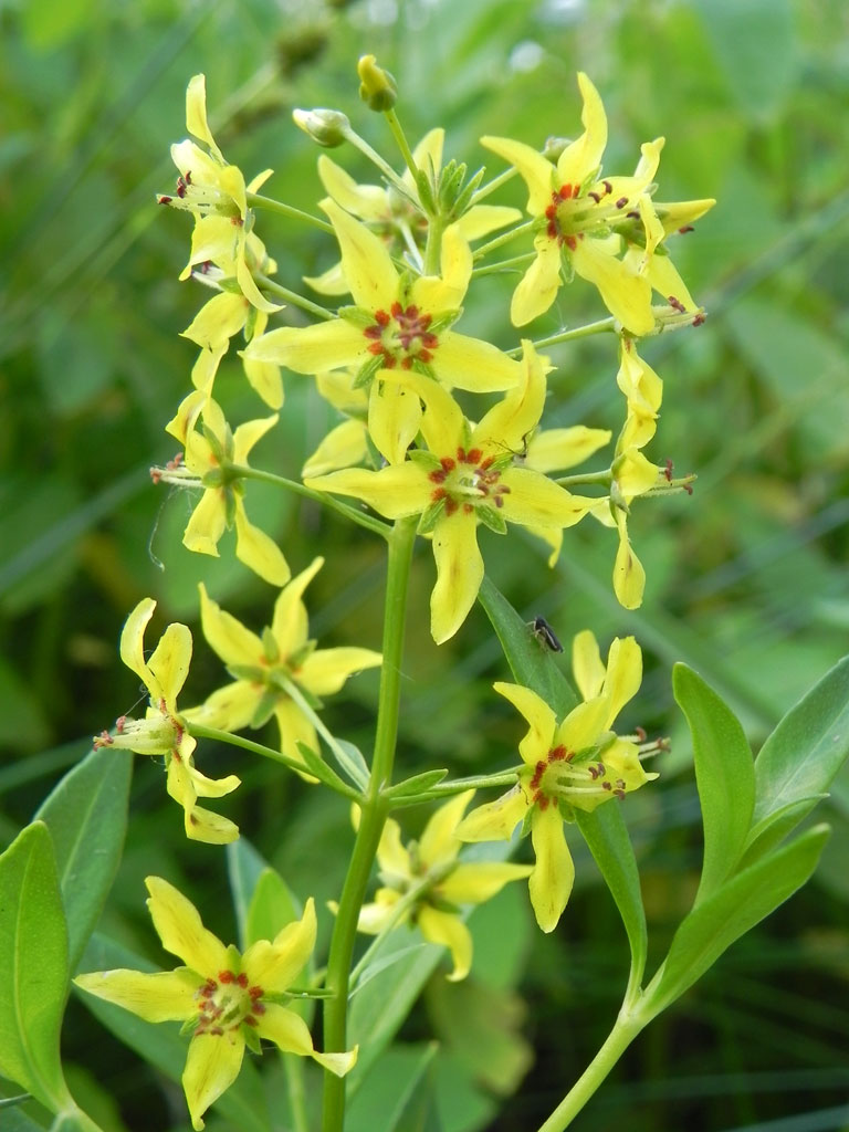 Lysimachia terrestris Swamp Candles Prairie Moon Nursery