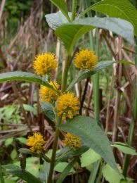 Lysimachia thyrsiflora