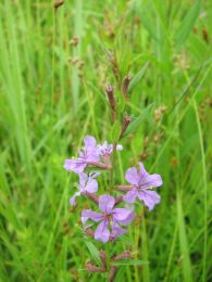Lythrum alatum
