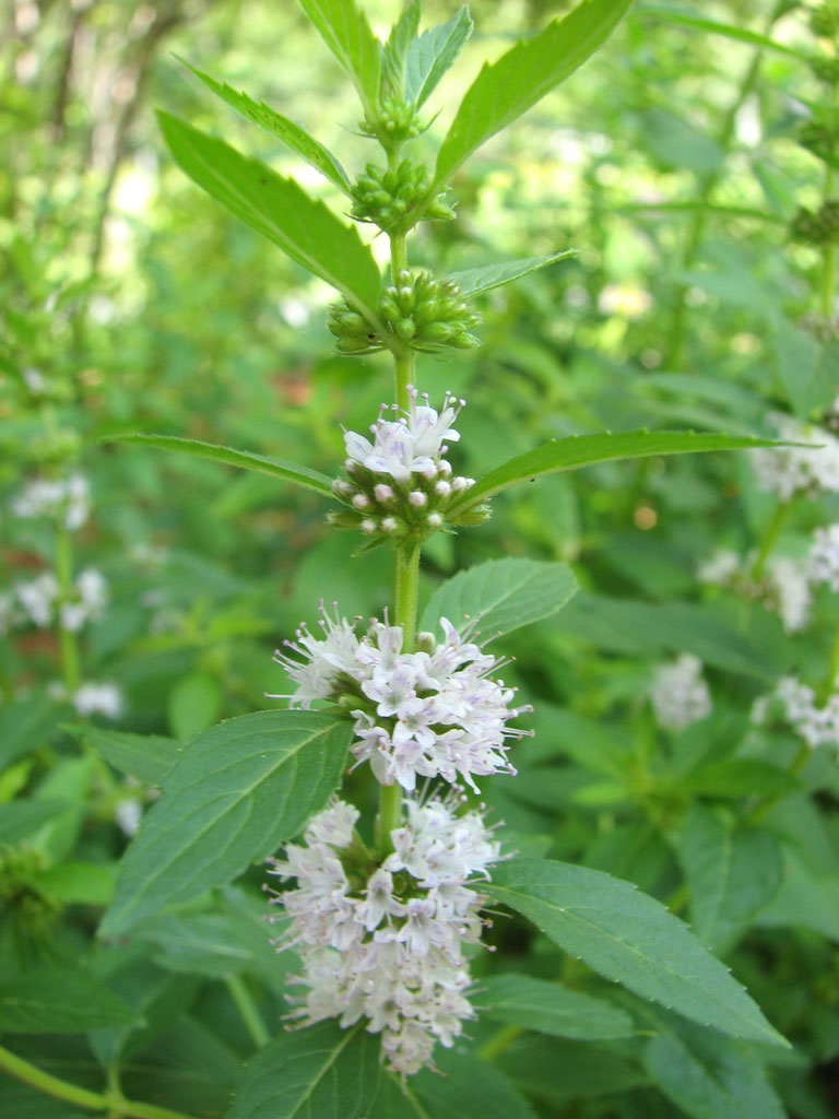 mentha arvensis wild mint prairie moon nursery