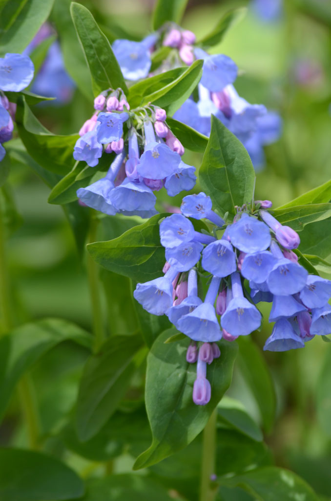 Mertensia Virginica Virginia Bluebells Prairie Moon Nursery