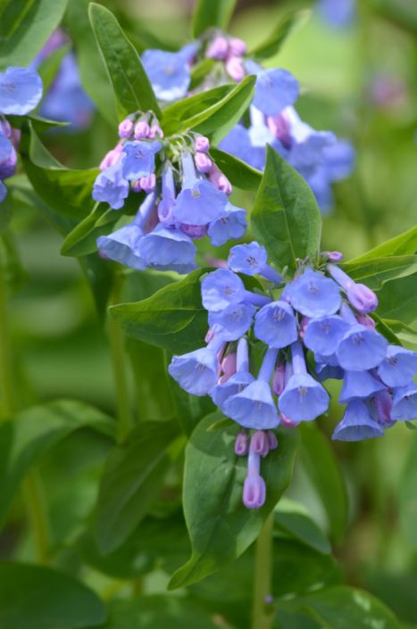 Image result for blue bells