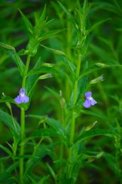 Mimulus ringens