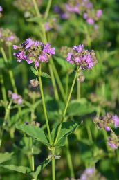 Mirabilis nyctaginea