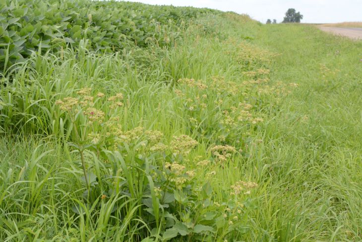 Mirabilis nyctaginea Wild Four O'Clock | Prairie Moon Nursery