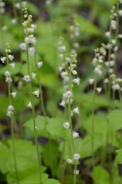 Mitella diphylla