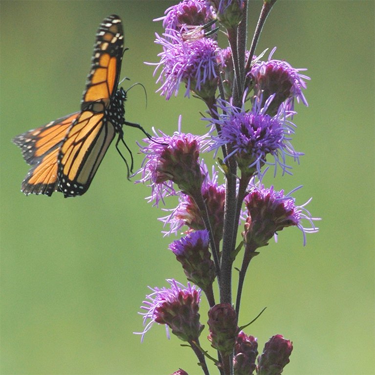 Monarch Favorites