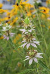 Monarda punctata