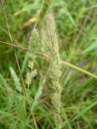 Muhlenbergia glomerata