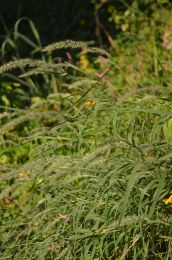 Muhlenbergia racemosa