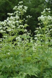 Napaea dioica
