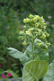Nicotiana rustica