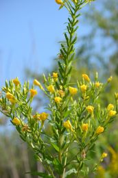 Oenothera biennis