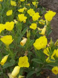 Oenothera pilosella