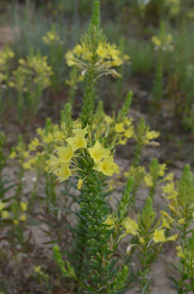 Oenothera rhombipetala Sand Evening Primrose Prairie Moon Nursery
