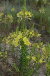 Oenothera rhombipetala