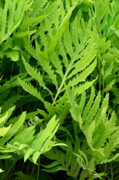 Onoclea sensibilis