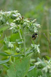 Onosmodium molle