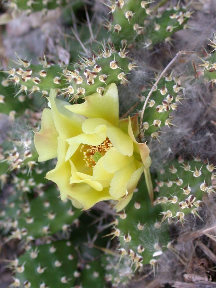 Opuntia fragilis Fragile Prickly Pear Cactus Prairie Moon Nursery