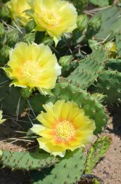 Opuntia humifusa