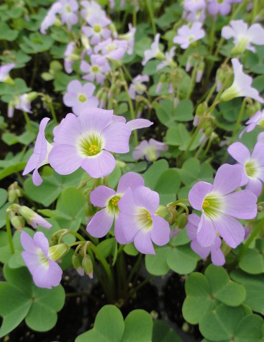 Oxalis Violacea Violet Wood Sorrel Prairie Moon Nursery