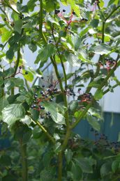 Cornus alternifolia
