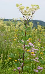 Arnoglossum atriplicifolium