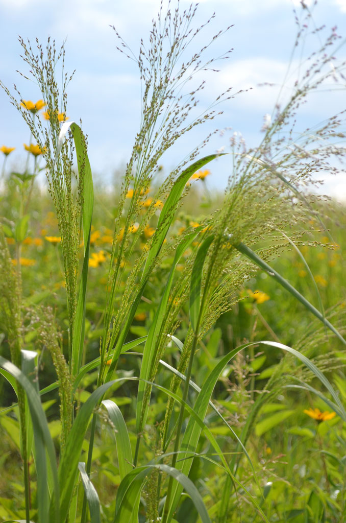 Panicum virgatum Switch Grass Prairie Moon Nursery