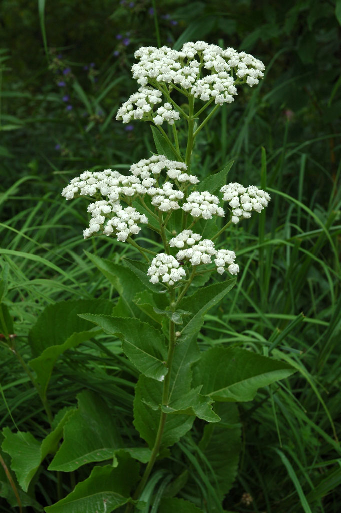 Parthenium integrifolium Wild Quinine Prairie Moon Nursery