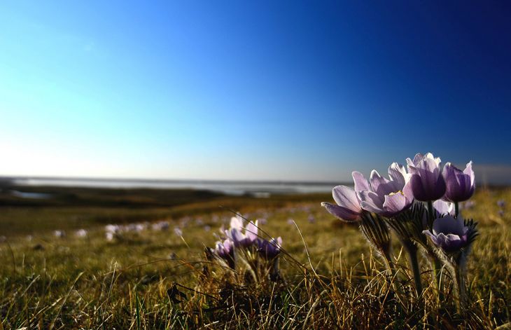 30+ Pasque Flower Anemone Seeds – Pulsatilla Vulgaris – Pure Organic Perennial For Zones 5-8