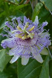 Passiflora incarnata
