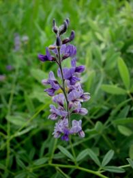 Pediomelum tenuiflorum