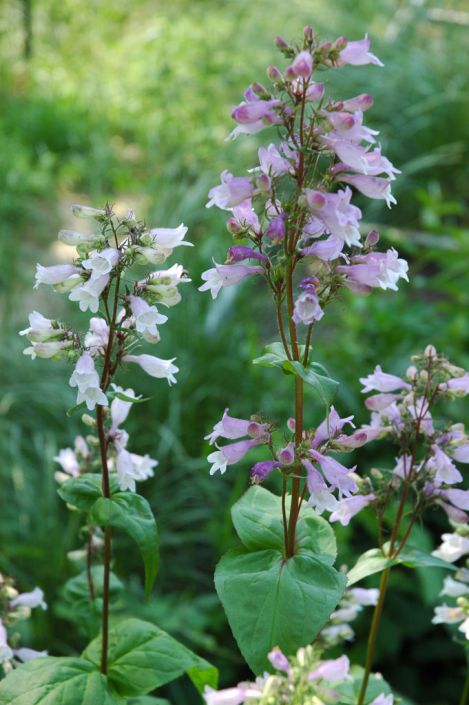 penstemon calycosus calico beardtongue prairie moon nursery