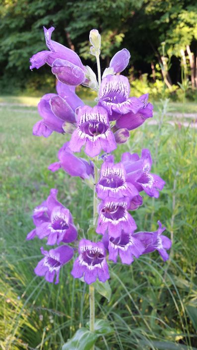 penstemon cobaea showy beardtongue prairie moon nursery