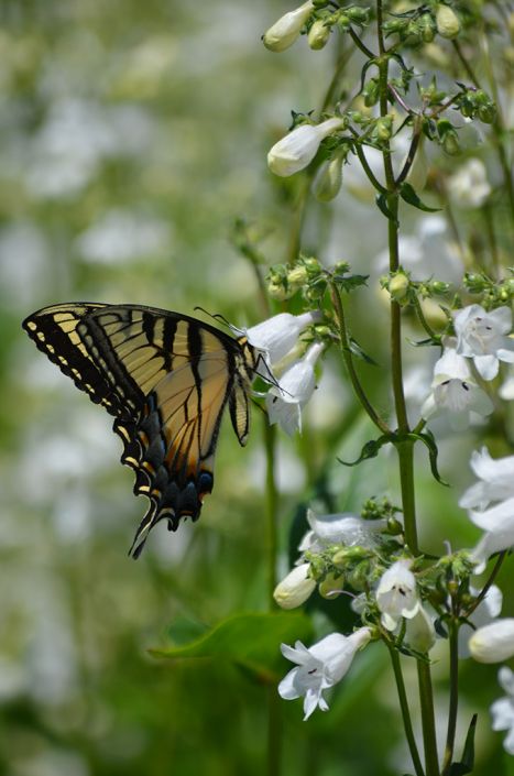 penstemon digitalis foxglove beardtongue prairie moon nursery