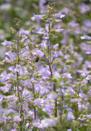 Penstemon gracilis