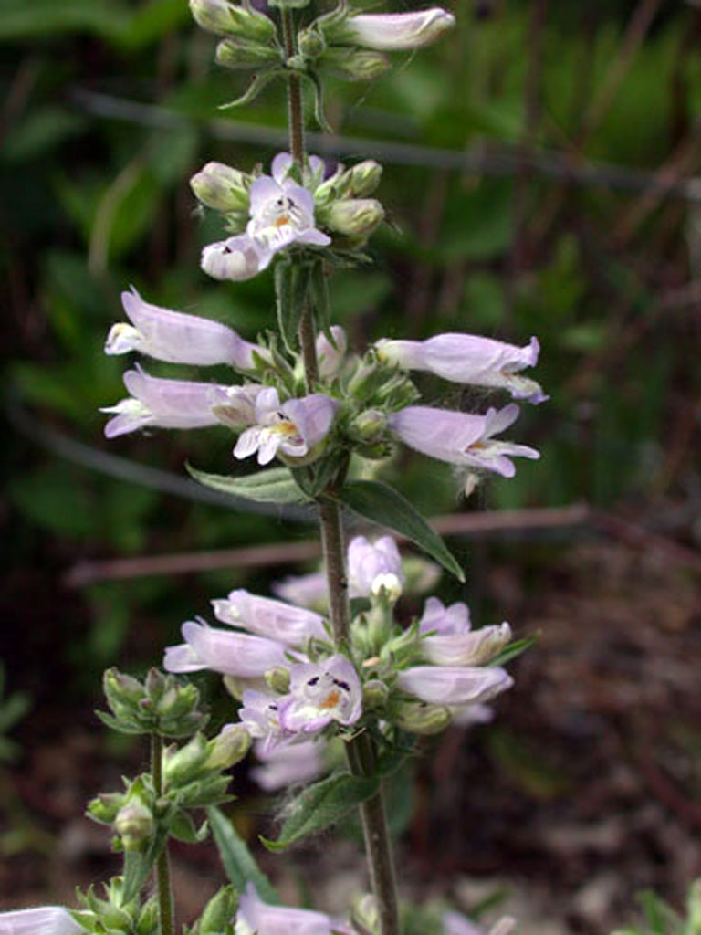 penstemon gracilis slender beardtongue prairie moon nursery