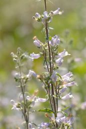 Penstemon pallidus