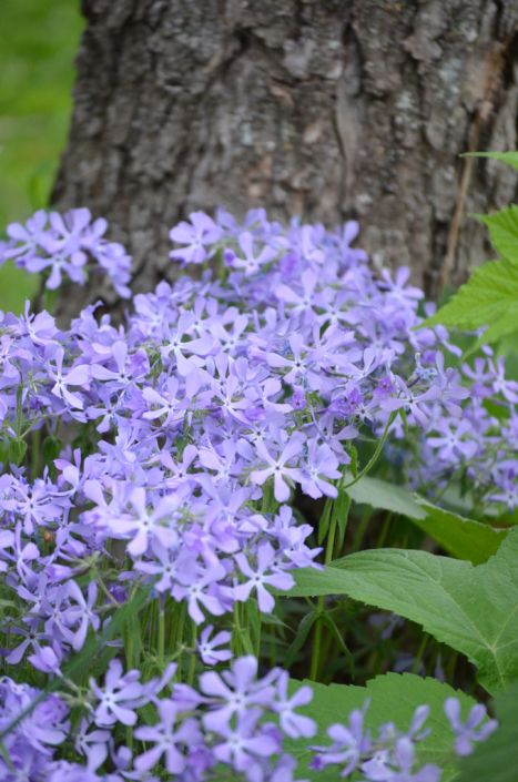 Phlox divaricata Wild Blue Phlox 