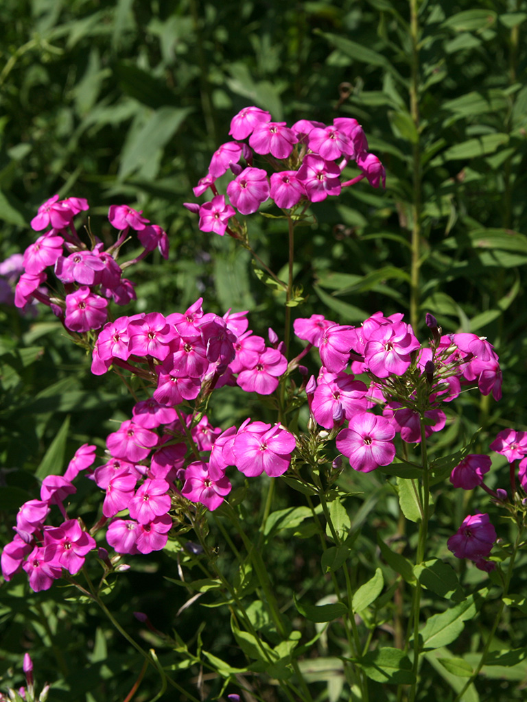 Phlox paniculata Garden Phlox | Prairie Moon Nursery