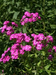 Phlox paniculata