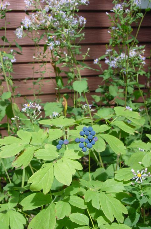 Blue Cohosh Blue Cohosh