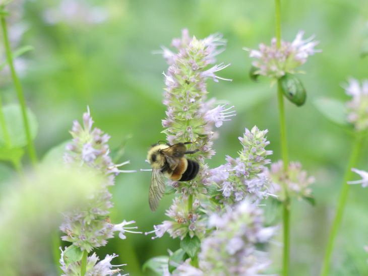 Agastache foeniculum Anise Hyssop | Prairie Moon Nursery