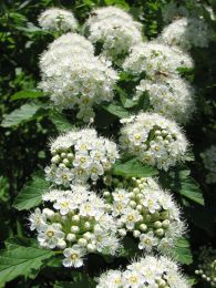 Physocarpus opulifolius