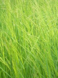 Poa palustris