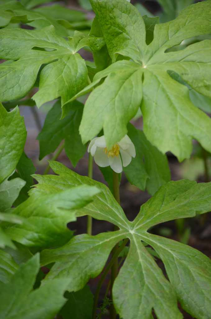 Image of Mayapple (Podophyllum peltatum) companion plant for Virginia bluebells