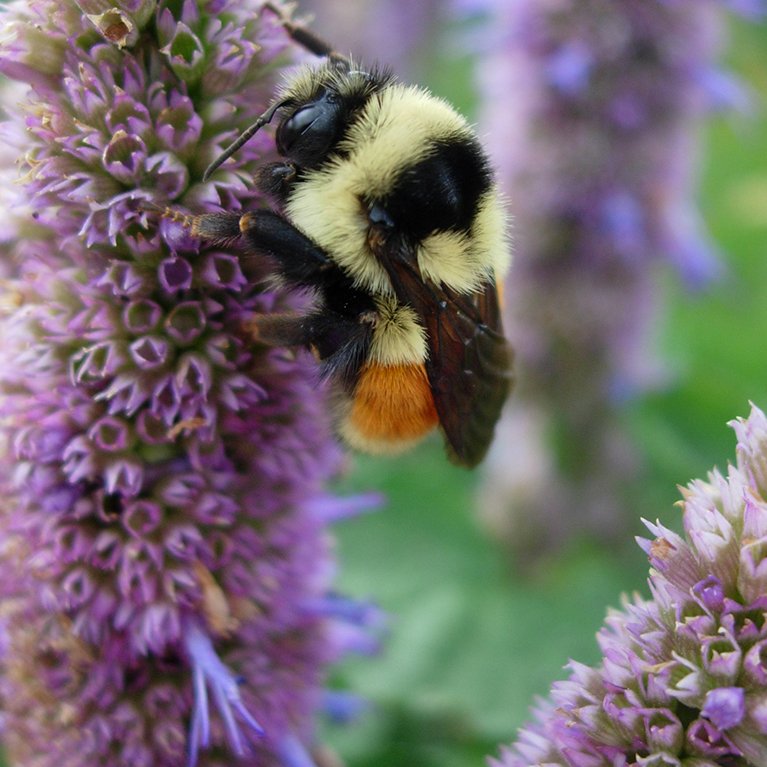 Pollinator Favorites