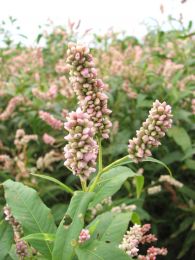 Persicaria pensylvanica