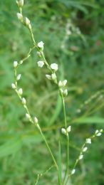 Persicaria punctata
