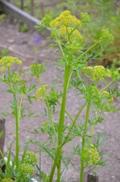 Polytaenia nuttallii